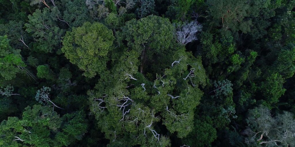 floresta-amazonica-esta-mais-resistente-a-seca,-diz-estudo-da-ufmg