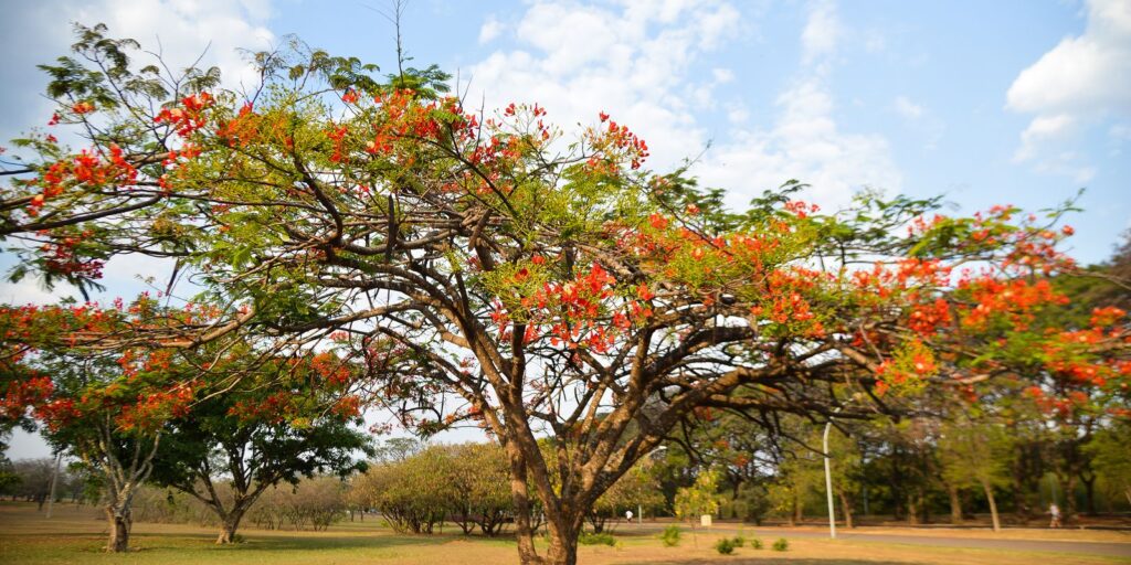 verao-chega-ao-fim-no-brasil;-outono-comeca-oficialmente-nesta-sexta