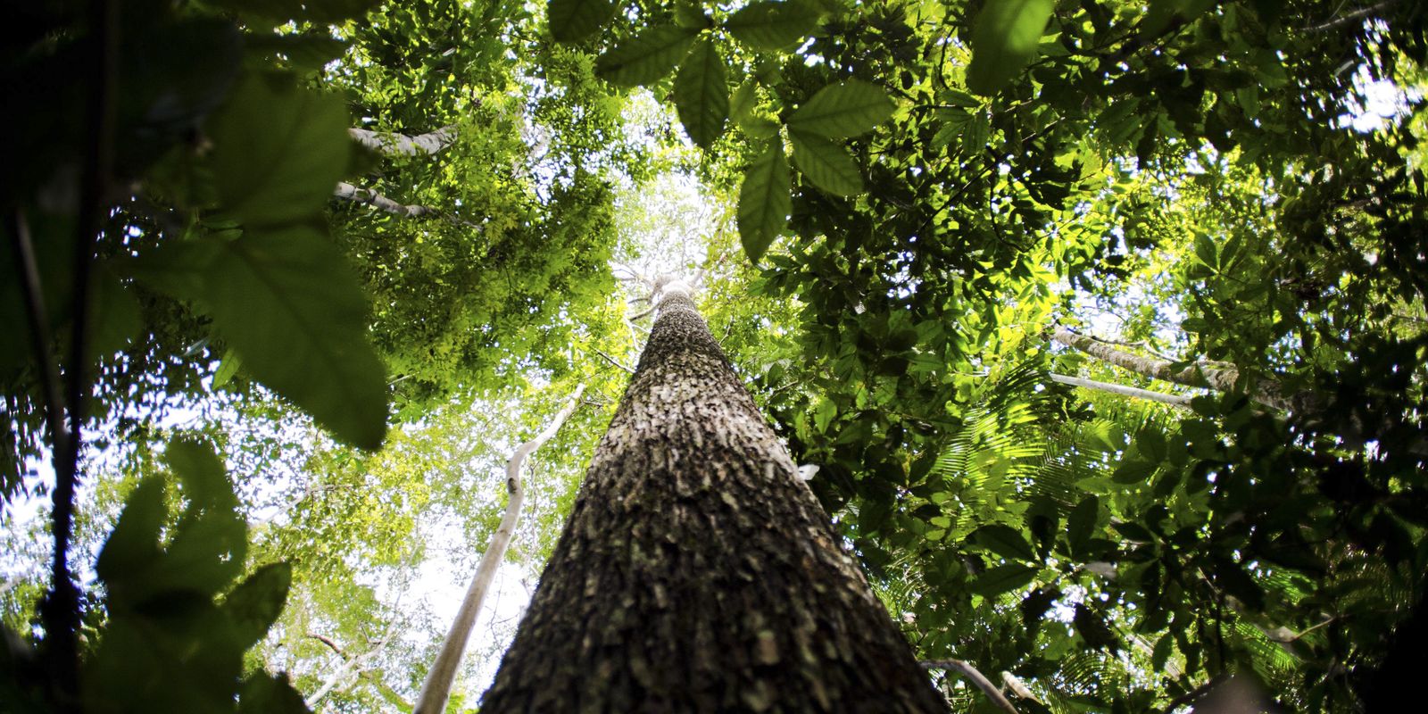 falta-de-agua-pode-prejudicar-mais-as-plantas-do-que-o-calor