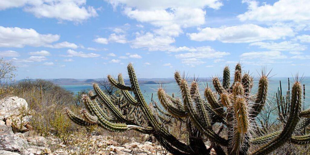 consorcio-nordeste-negocia-recursos-na-cop17-da-onu