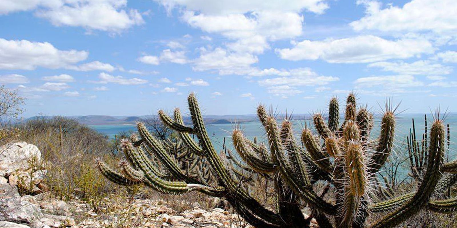 consorcio-nordeste-negocia-recursos-na-cop17-da-onu