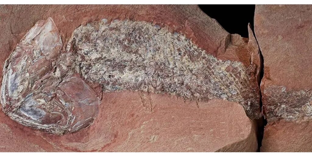 estudo-mostra-fossil-de-peixe-pre-historico-encontrado-em-mato-grosso