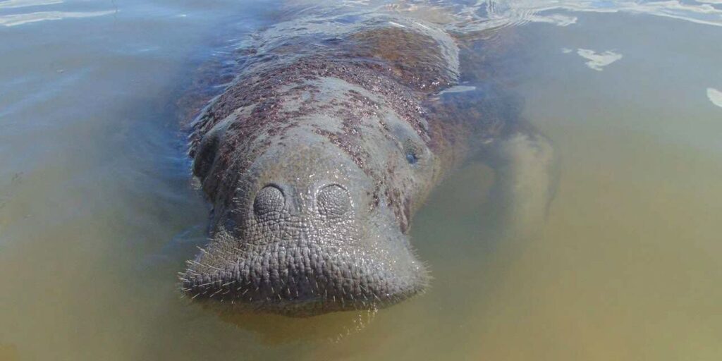 medidas-emergenciais-vao-proteger-peixe-boi-simbolo-da-biodiversidade