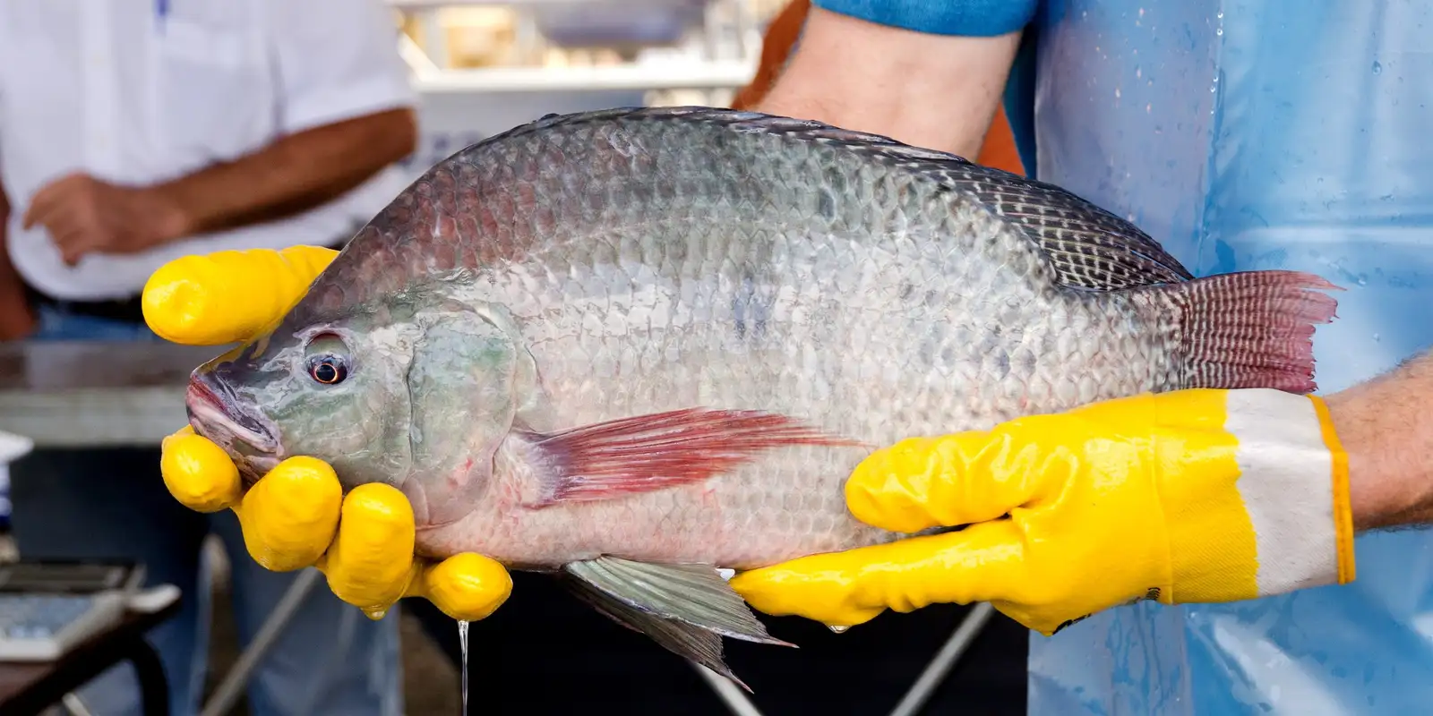 primeira-fabrica-de-curativos-de-pele-tilapia-vai-ser-no-ceara