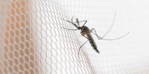 cidades-do-noroeste-de-sp-tem-maior-incidencia-de-casos-de-dengue