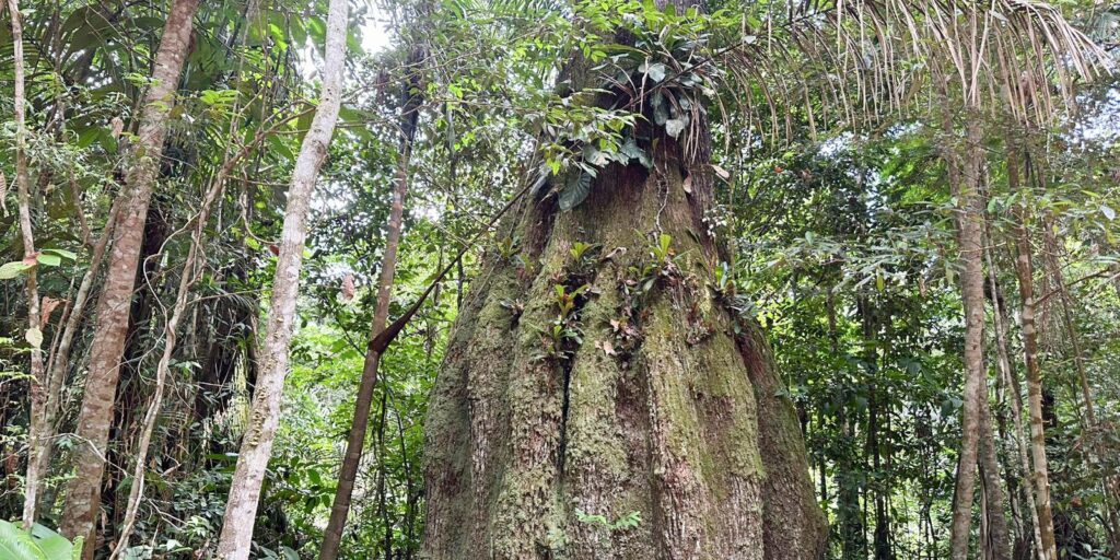 amazonas-ganha-quatro-novas-reservas-de-desenvolvimento-sustentavel