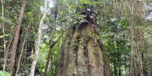 amazonas-ganha-quatro-novas-reservas-de-desenvolvimento-sustentavel