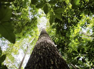 falta-de-agua-pode-prejudicar-mais-as-plantas-do-que-o-calor