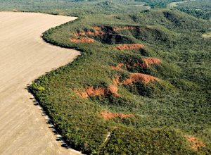 onu-reconhece-iniciativa-de-restauracao-do-cerrado-como-referencia